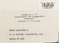 Bryum argenteum image