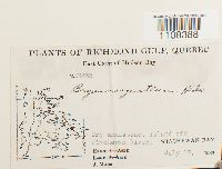 Bryum argenteum image