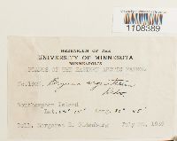 Bryum argenteum image