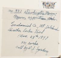 Bryum argenteum image