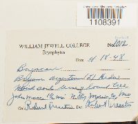 Bryum argenteum image