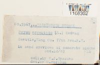 Bryum argenteum image