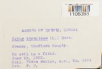 Bryum argenteum image