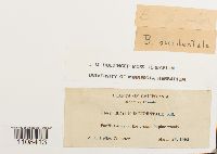 Bryum dichotomum image