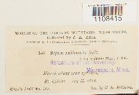 Bryum dichotomum image