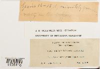 Bryum dichotomum image