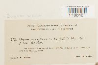 Bryum dichotomum image