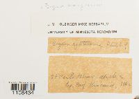 Thumbnail image of current specimen