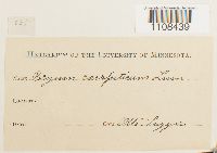 Bryum caespiticium image