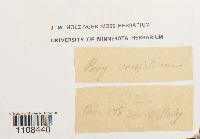 Bryum caespiticium image