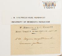 Bryum caespiticium image