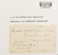 Bryum caespiticium image