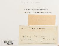 Bryum caespiticium image