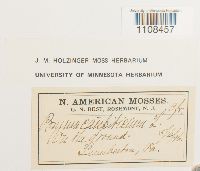 Bryum caespiticium image