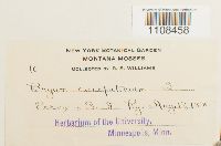 Bryum caespiticium image