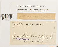 Bryum caespiticium image