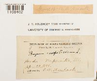 Bryum caespiticium image