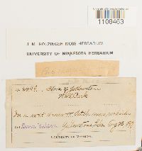 Bryum caespiticium image