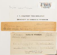 Bryum caespiticium image