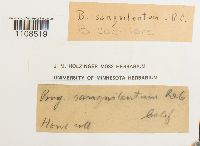 Bryum capillare image