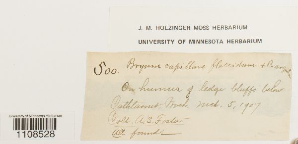 Bryum flaccidum image