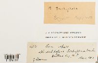 Image Associated With the Occurrence