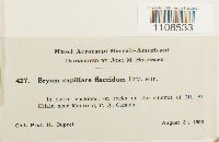 Bryum flaccidum image