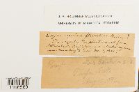 Bryum flaccidum image