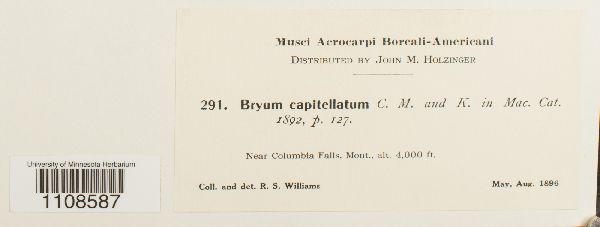 Bryum capitellatum image