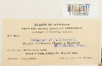 Bryum lonchocaulon image