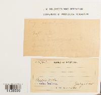 Bryum lonchocaulon image