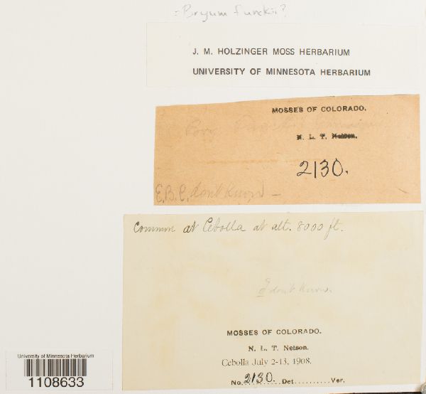 Bryum funkii image