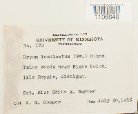 Bryum amblyodon image