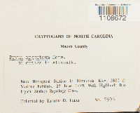 Bryum argenteum image