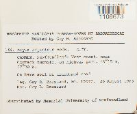 Bryum argenteum image