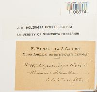 Bryum argenteum image