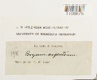 Bryum argenteum image
