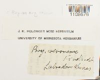 Bryum argenteum image