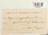 Bryum argenteum image