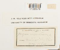 Bryum argenteum image