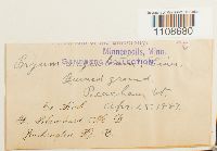 Bryum argenteum image