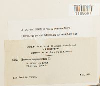 Bryum argenteum image