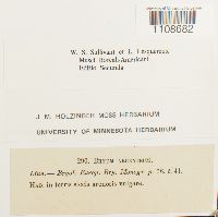 Bryum argenteum image