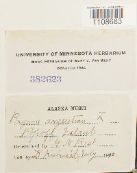 Bryum argenteum image