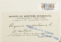 Bryum argenteum image