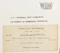 Bryum argenteum image