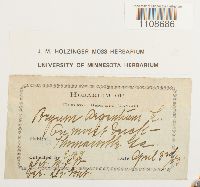 Bryum argenteum image