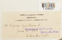 Bryum argenteum image