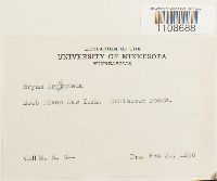 Bryum argenteum image