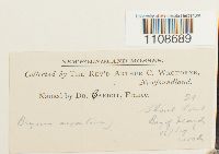 Bryum argenteum image